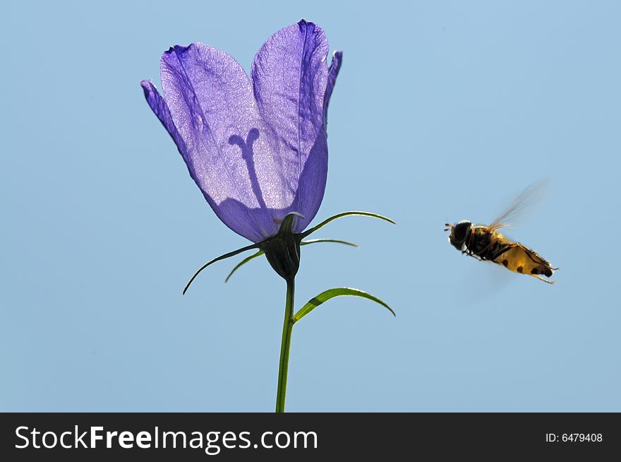 Lovely image of a purple flower and a hovering bee against clear blue sky. Lovely image of a purple flower and a hovering bee against clear blue sky