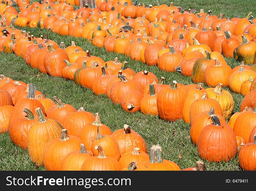 Pumpkin field on a bright autumn day