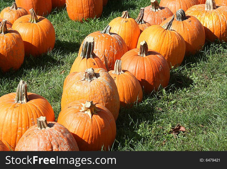 Pumpkin field on a bright autumn day