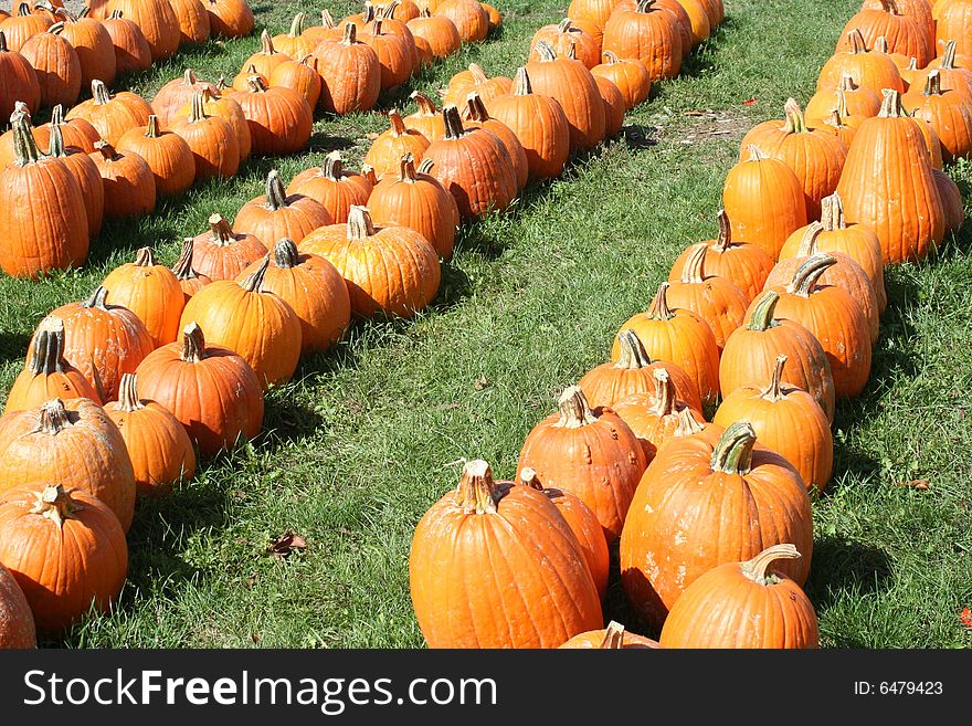 Pumpkin field on a bright autumn day