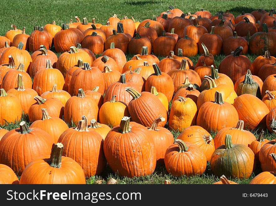 Pumpkin field on a bright autumn day