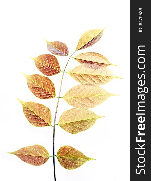 Wilting autumnal leaves against white background. Wilting autumnal leaves against white background