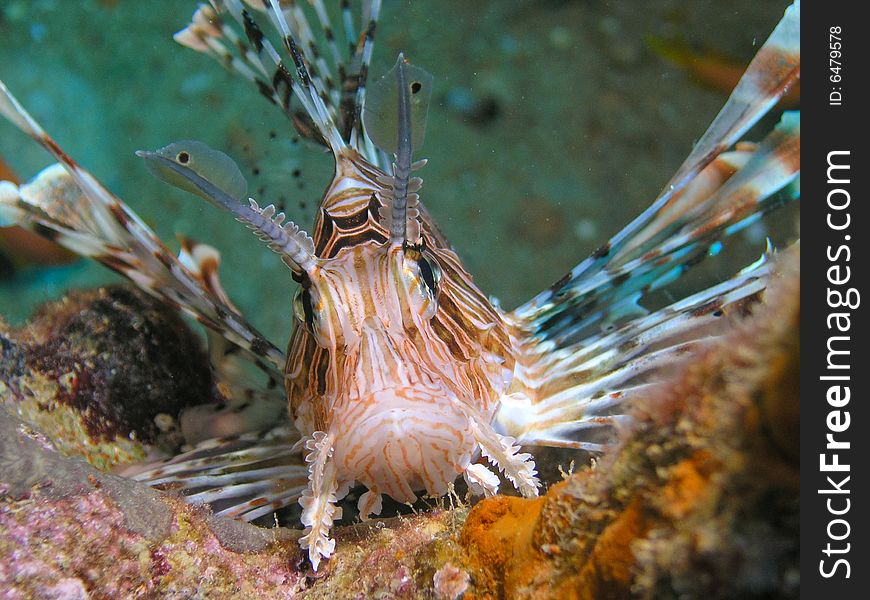 Face of Lion fish, Red Sea, Egypt. Face of Lion fish, Red Sea, Egypt