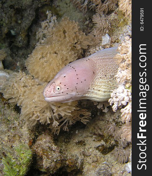 Pepper Morey eel hiding inside the coral, Red Sea, Egypt. Pepper Morey eel hiding inside the coral, Red Sea, Egypt