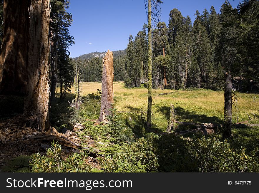 Forest meadow in sequoia national park. Forest meadow in sequoia national park.