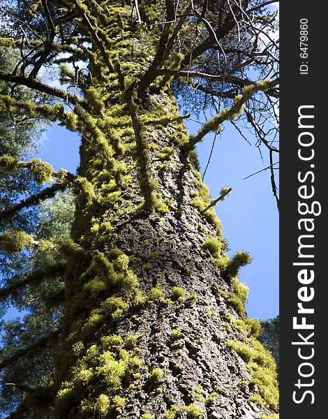 Moss covered pine tree trunk. Moss covered pine tree trunk.