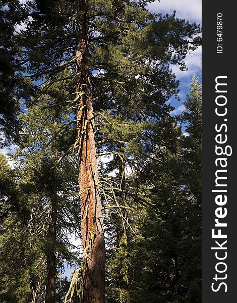 Morning In Sequoia National Park