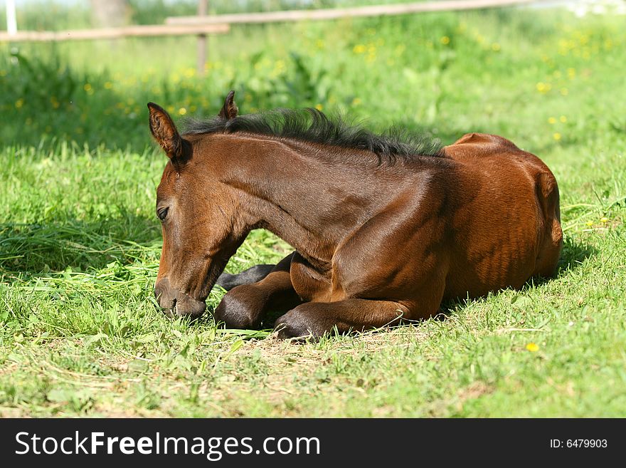 Brown foal sleeping in pasture. Brown foal sleeping in pasture.