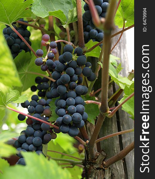 Blue grapes between wine leaves