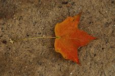 Lone Leaf Stock Images