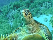 Head Of Green Turtle, Red Sea Stock Photos Head Of Green Turtle, Red Sea Stock Photos