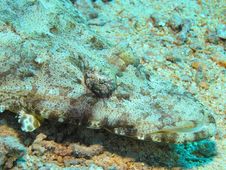 Head Of Crocodile Fish, Red Sea Stock Photos