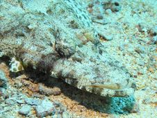 Crocodile Fish, Red Sea Stock Photography
