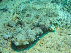 Head Of Crocodile Fish, Red Sea Stock Photography Head Of Crocodile Fish, Red Sea Stock Photography