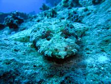 Head Of Crocodile Fish, Red Sea Stock Photography