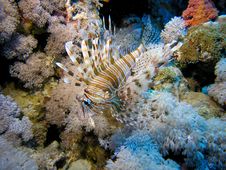 Lion Fish Royalty Free Stock Images