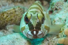 Black Tip Grouper Stock Photo Black Tip Grouper Stock Photo