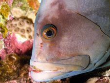 Black Grouper Royalty Free Stock Photography Black Grouper Royalty Free Stock Photography