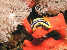Sea Slug Eating Red Sponge Royalty Free Stock Images Sea Slug Eating Red Sponge Royalty Free Stock Images