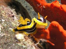 Sea Slug Eating Red Sponge Royalty Free Stock Images Sea Slug Eating Red Sponge Royalty Free Stock Images