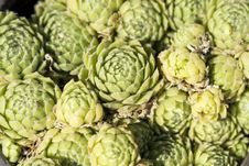 Succulent Royalty Free Stock Image Succulent Royalty Free Stock Image