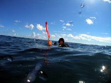 Diver At Surface Stock Image Diver At Surface Stock Image