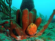 Tube Sponge Stock Photos Tube Sponge Stock Photos