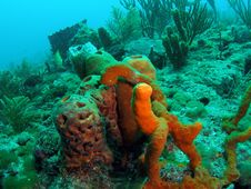 Tube Sponge Royalty Free Stock Image Tube Sponge Royalty Free Stock Image