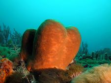 Brown Tube Sponge Stock Image Brown Tube Sponge Stock Image