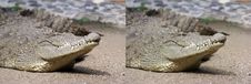 Blinking Eye Crocodile Stock Photo Blinking Eye Crocodile Stock Photo