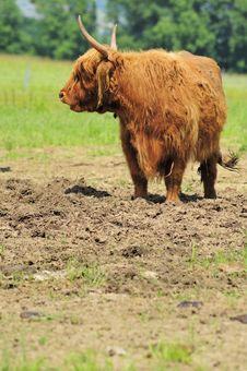 Highland Cow Royalty Free Stock Photos