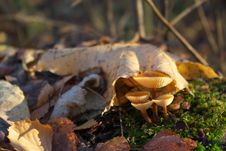 Autumn Mushrooms Stock Images Autumn Mushrooms Stock Images
