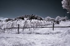 Infrared Vineyard Royalty Free Stock Photography Infrared Vineyard Royalty Free Stock Photography