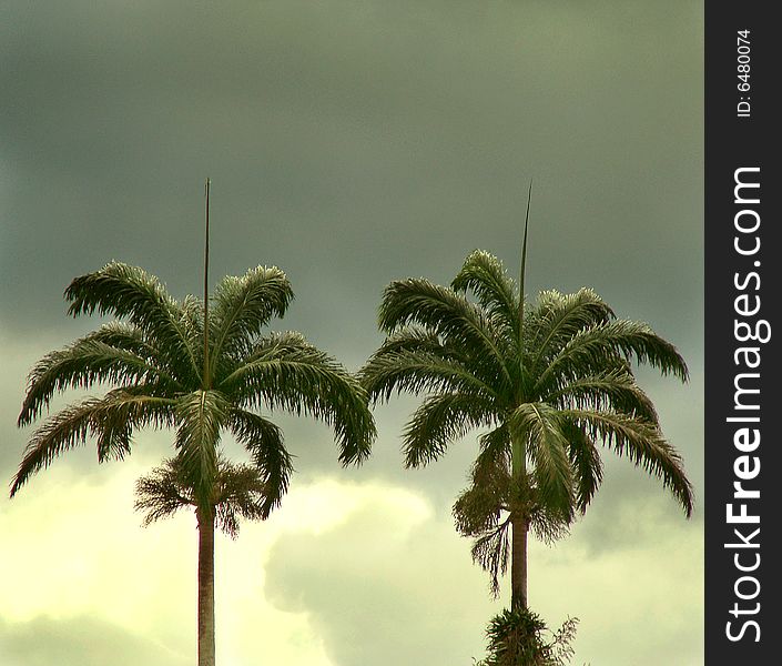 Part of two high pine trees in a tropical climate