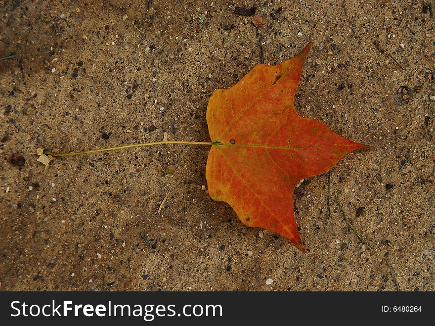 Lone, colorful maple leaf laying on concrete. Lone, colorful maple leaf laying on concrete