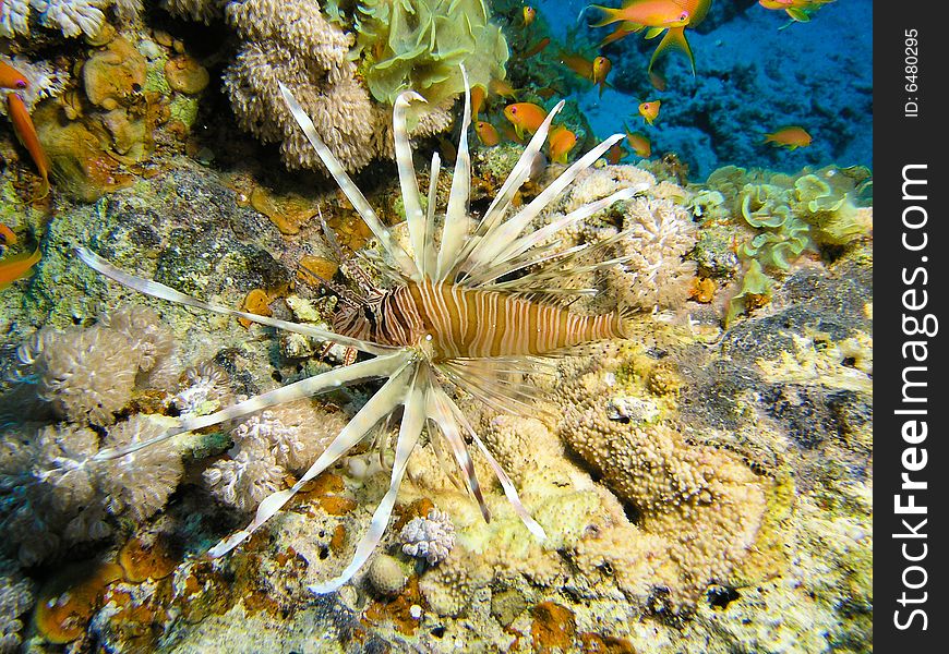 Lion Fish at coral reef