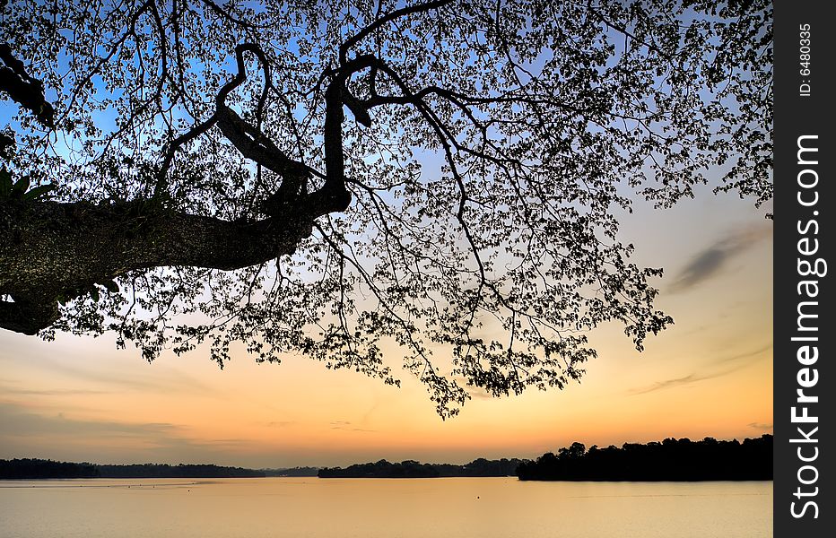 Silhouette of huge branch of a tree leaning over a lake at dusk