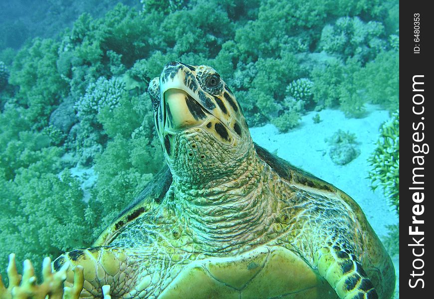 Green Turtle on Red Sea reef wall. Green Turtle on Red Sea reef wall