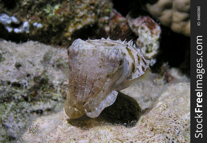 Small cuttlefish, Ras Mohammed National Park , Sinai, Egypt