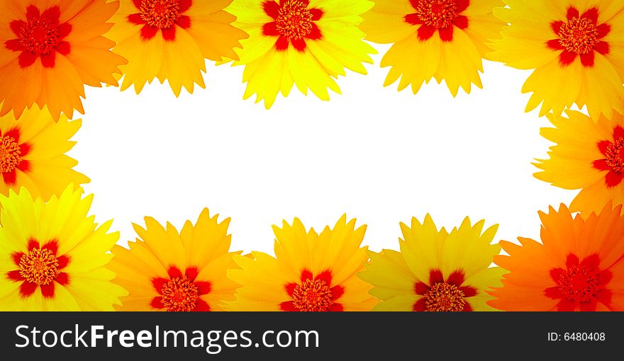 Frame from flowers on white background