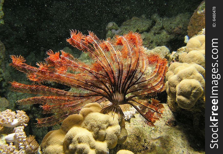 Big feather star fish on mountain coral head, night dive