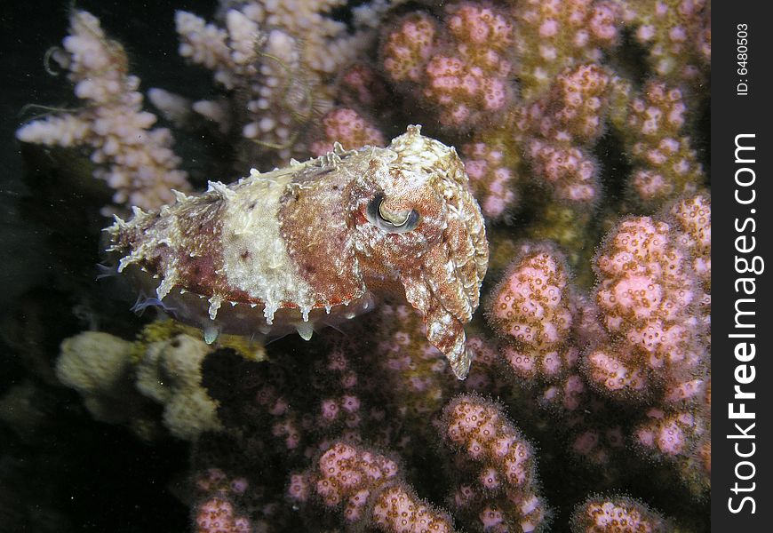 Small cuttlefish close to raspberry coral ,