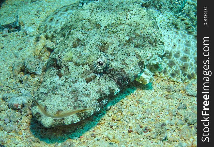 Head Of Crocodile Fish, Red Sea