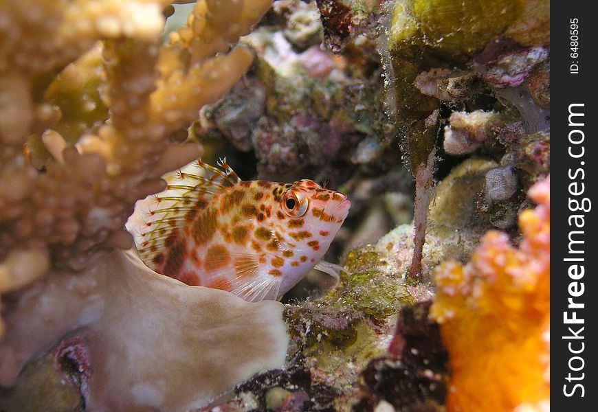 Red and white spotted fish between corals. Red and white spotted fish between corals