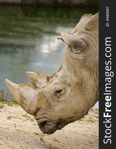 Foreground of a wild rhinoceros