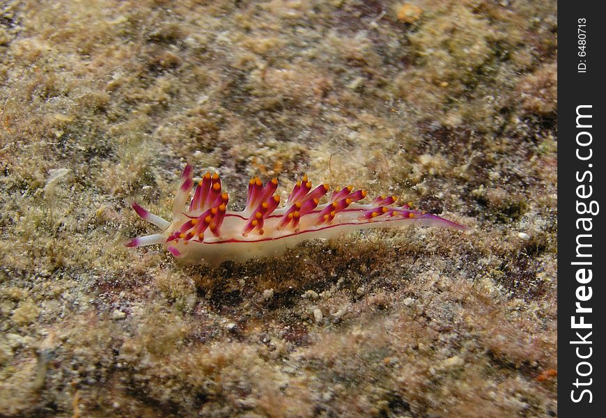 3cm nudi branch sea slag. 3cm nudi branch sea slag