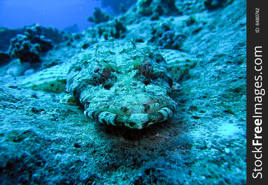 Head of Crocodile fish, Red Sea