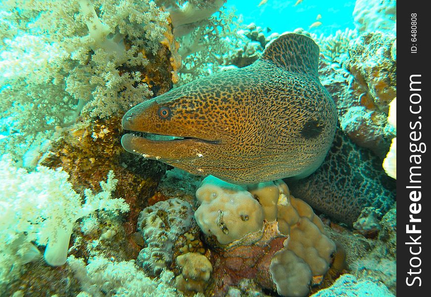 Giant Morey eel hiding inside the coral,. Giant Morey eel hiding inside the coral,