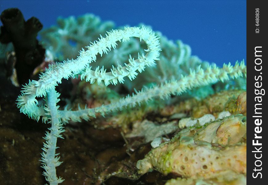 Polyps Of A Sea Whip Coral
