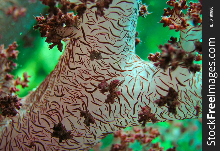 Reddish Soft coral branch, close up photo